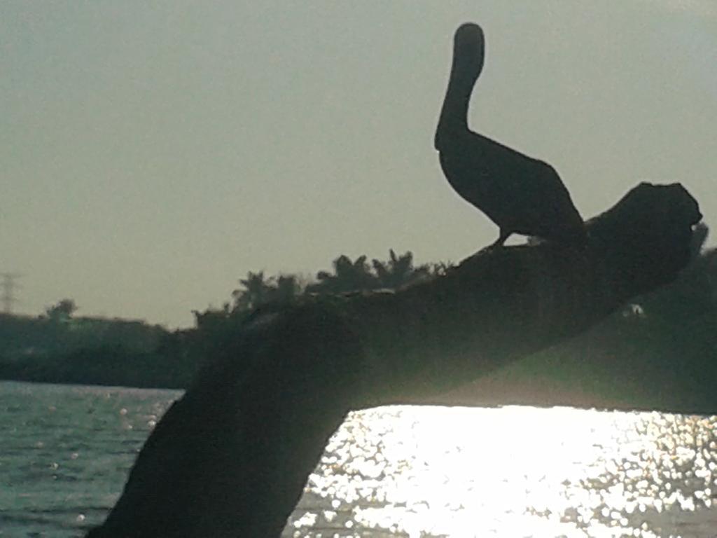 Stella Di Mare Suites Veracruz Dış mekan fotoğraf